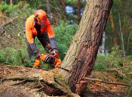 Reliable Colfax, WA Tree Removal and Landscaping Services Solutions